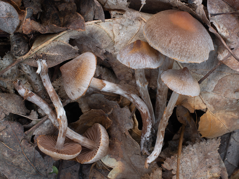 Cortinarius fagetorum Cortinarius fagetorum